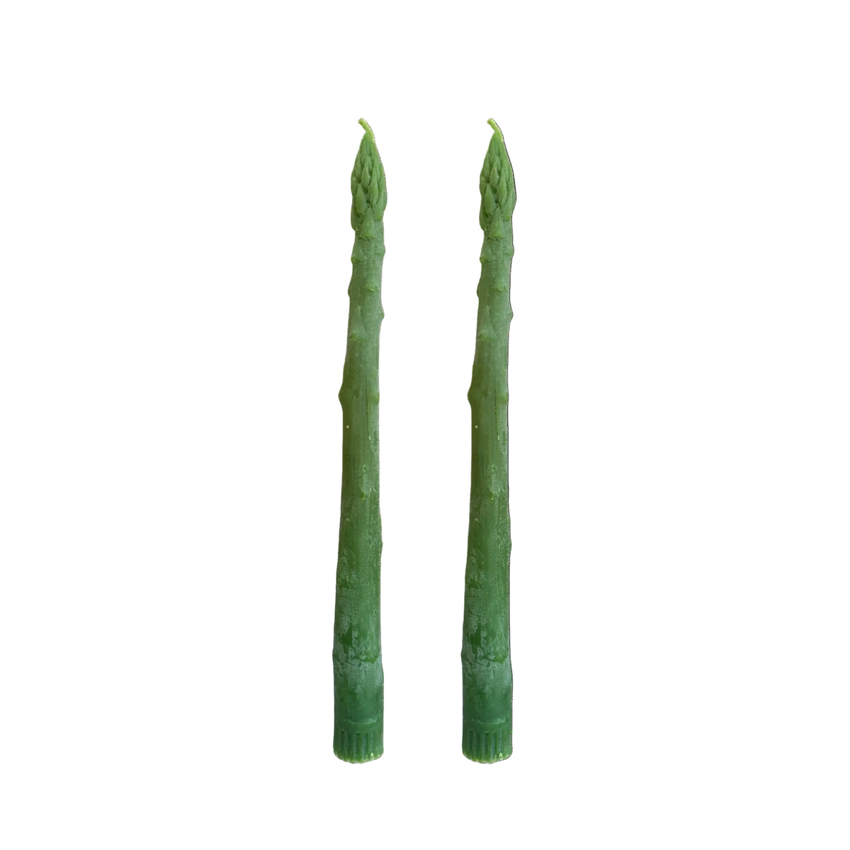 Asparagus Taper Candle Pair