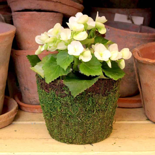Moss Basket