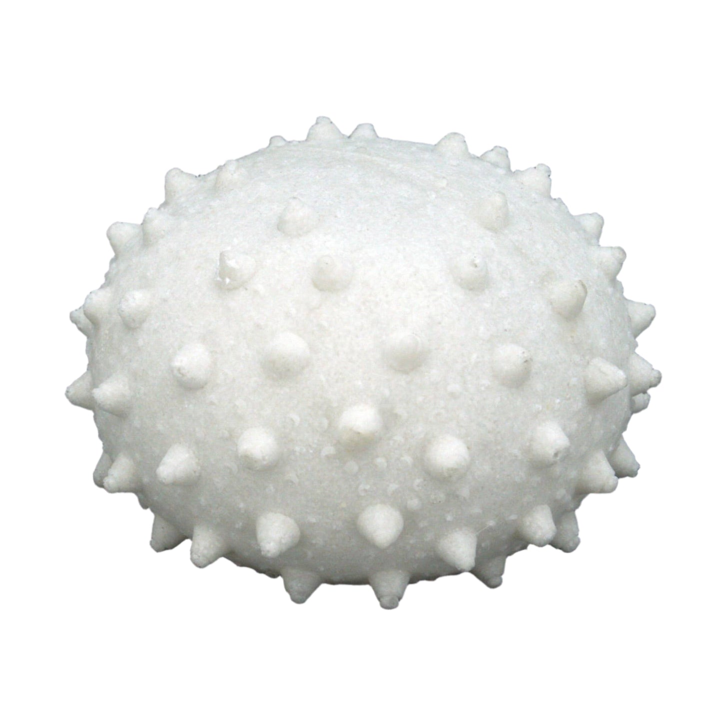 White sea urchin shell with spines light