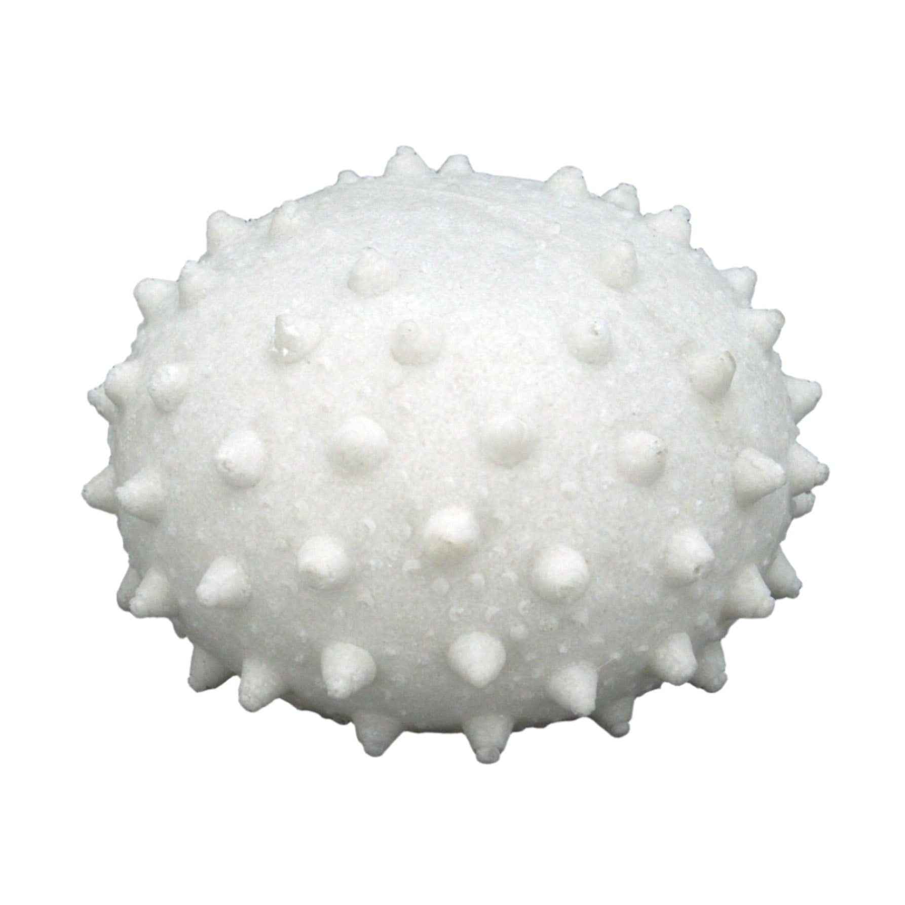 White sea urchin shell with spines light