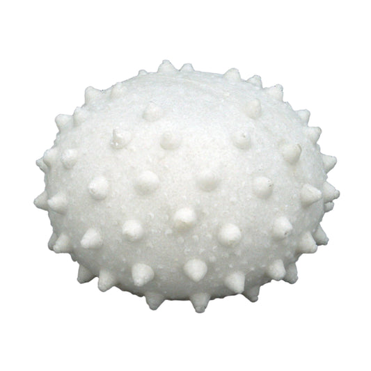 White sea urchin shell with spines light