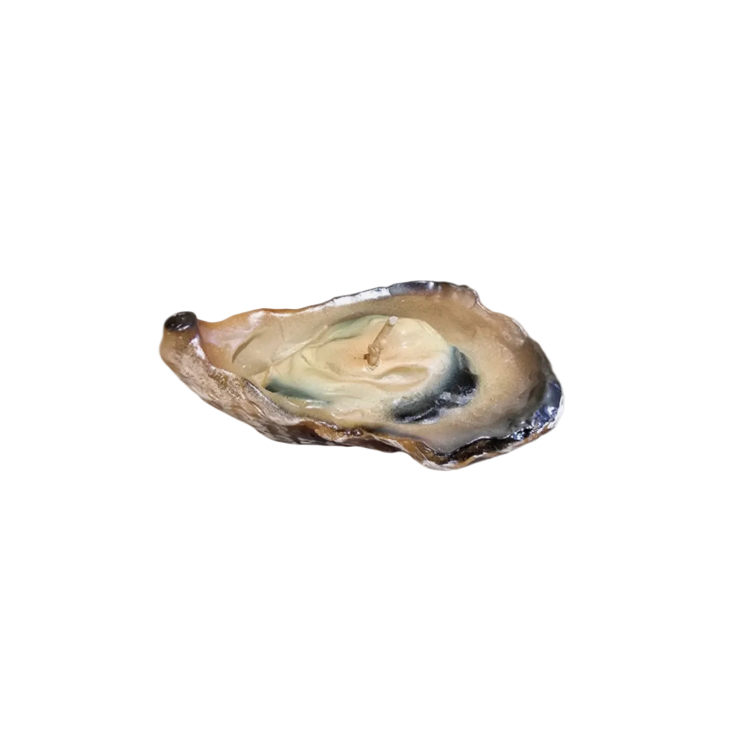 Single oyster candle on a white background