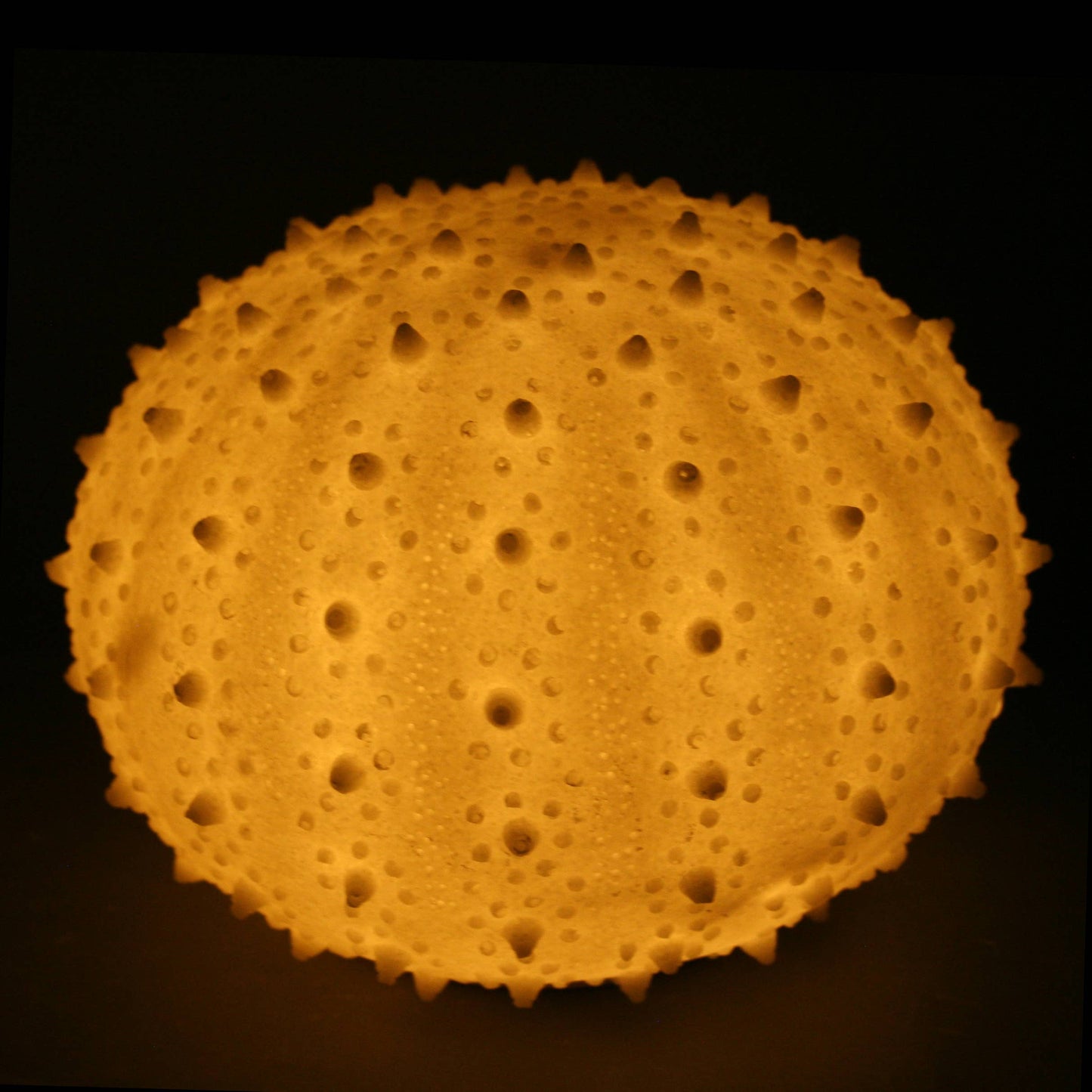 Large Sea Urchin Light (9 inches)