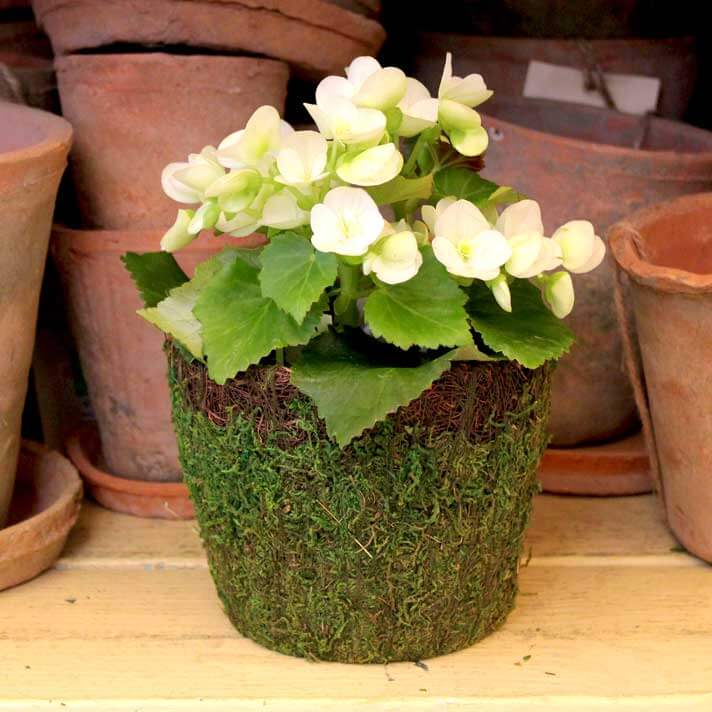 Moss Basket
